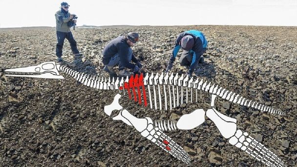 Los dinosaurios sufrieron una patología compatible con la tuberculosis, según un estudio | Información General