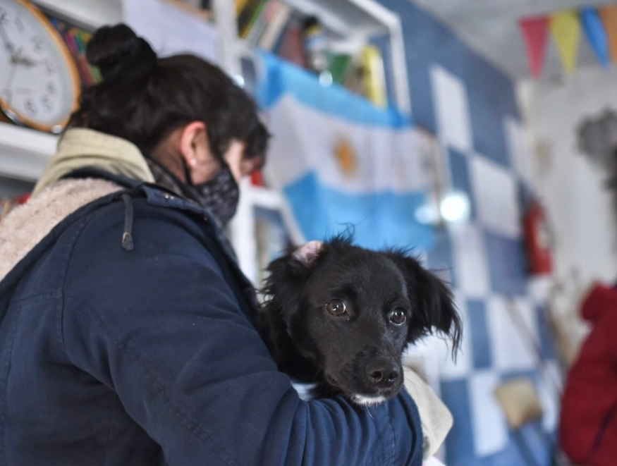 Continúa el cronograma de castración y vacunación para animales de compañía | Información General