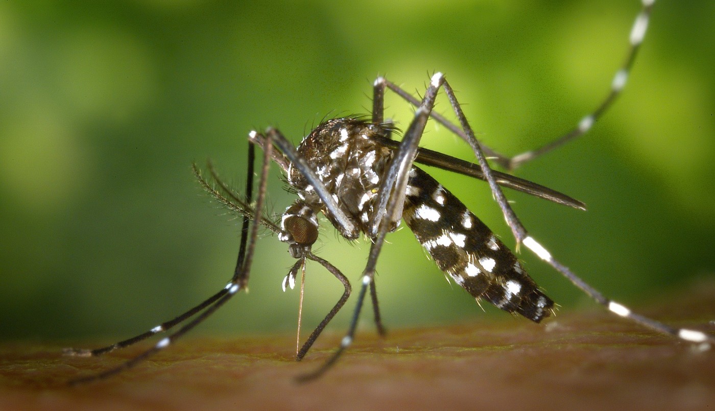 Época de mosquitos: recomendaciones para la prevención del dengue | Noticias
