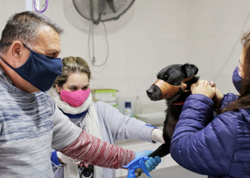 Castraciones y vacunación: cómo sigue la campaña gratuita en la ciudad | Información General