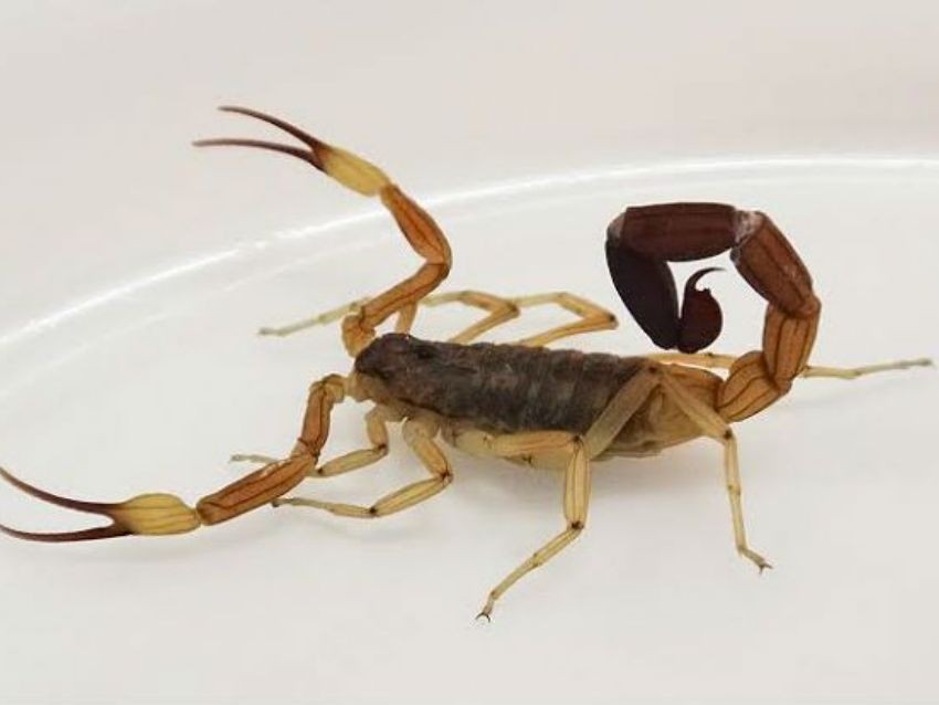 Bullying: le pusieron un alacrán en la panza a un nene, lo picó y tuvieron que internarlo | Nacionales