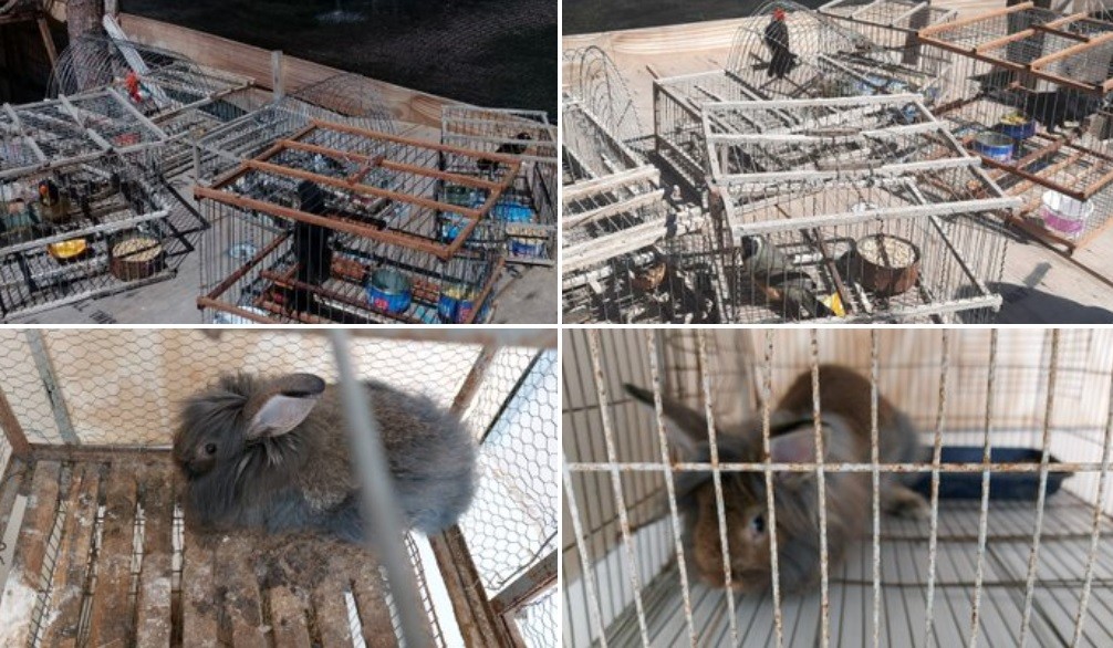 Rescataron 5 aves y 2 conejos enjaulados en un procedimiento en Colastiné Norte | Información General