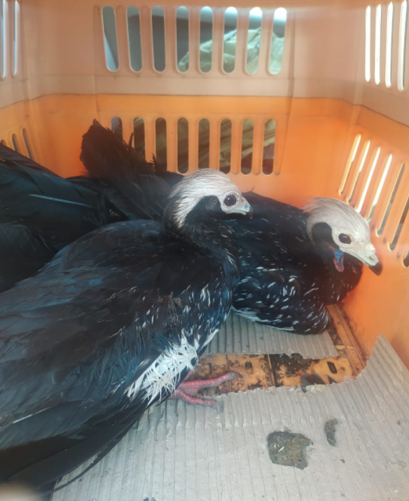 Rescatan en Rosario a dos aves exóticas y serán trasladadas a la Granja La Esmeralda | Información General