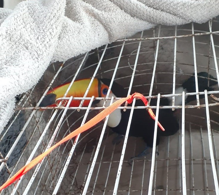 Rescataron un tucán en Alto Verde y lo trasladaron a la Granja La Esmeralda | Noticias