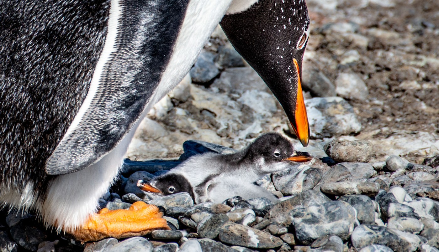 Ambientalistas presentan denuncia penal por el Ecocidio de Punta Tombo | Nacionales