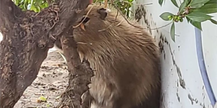 Monte Hermoso: Un carpincho sorprendió con ladridos a una vecina | Nacionales