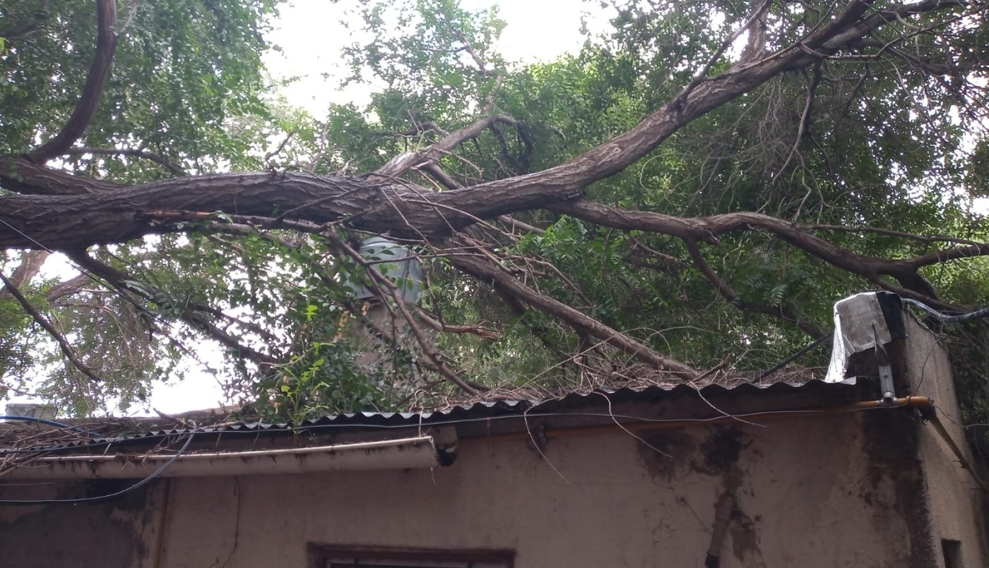 Miramar: se desplomó el árbol de un vecino y cayó sobre el techo de una casa | Nacionales
