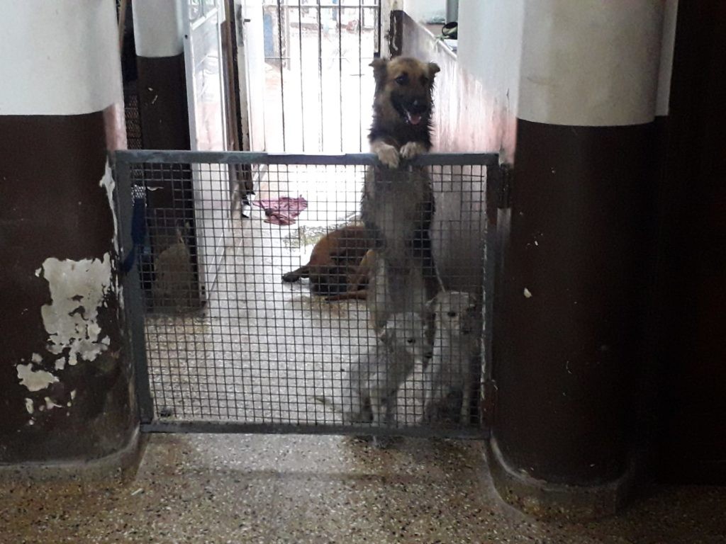 La Municipalidad rescató a tres animales que se encontraban en una vivienda abandonada | Información General