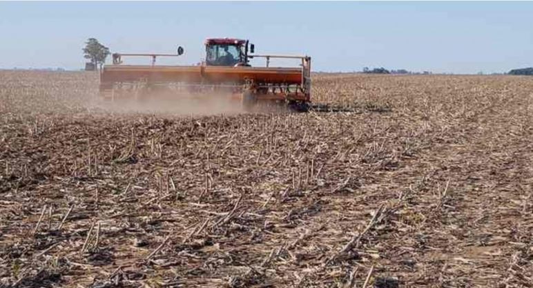Declararon la emergencia agropecuaria en Entre Ríos | Noticias