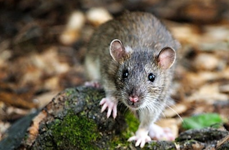 Se detectaron tres casos de leptospirosis en el CAF de Las Flores | Noticias