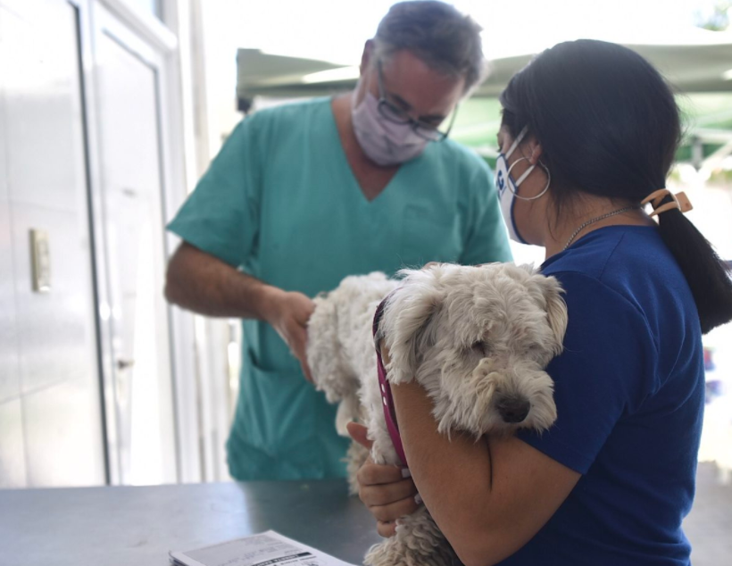En marzo, continúa el cronograma de castración animal | Información General