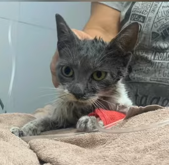 Rescataron a un gatito de un local comercial del centro de la ciudad | Noticias