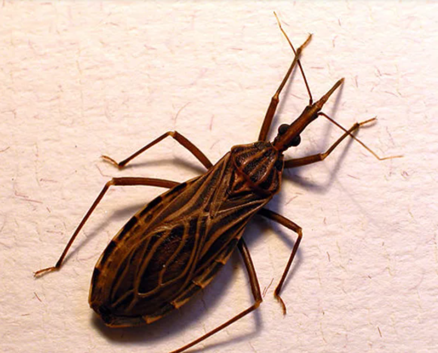 Santa Fe conmemora el Día Mundial de la Enfermedad de Chagas | Información General