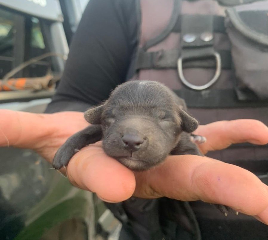 Rescataron a una perra y sus cachorros que habían caído en una alcantarilla | Información General