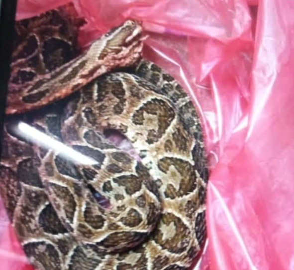 Un nene de 7 años fue mordido por una yarará en la Costanera | Noticias