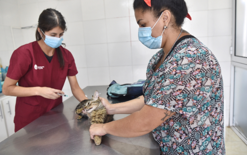 Cuáles son los horarios de castraciones de mascotas para esta semana | Información General