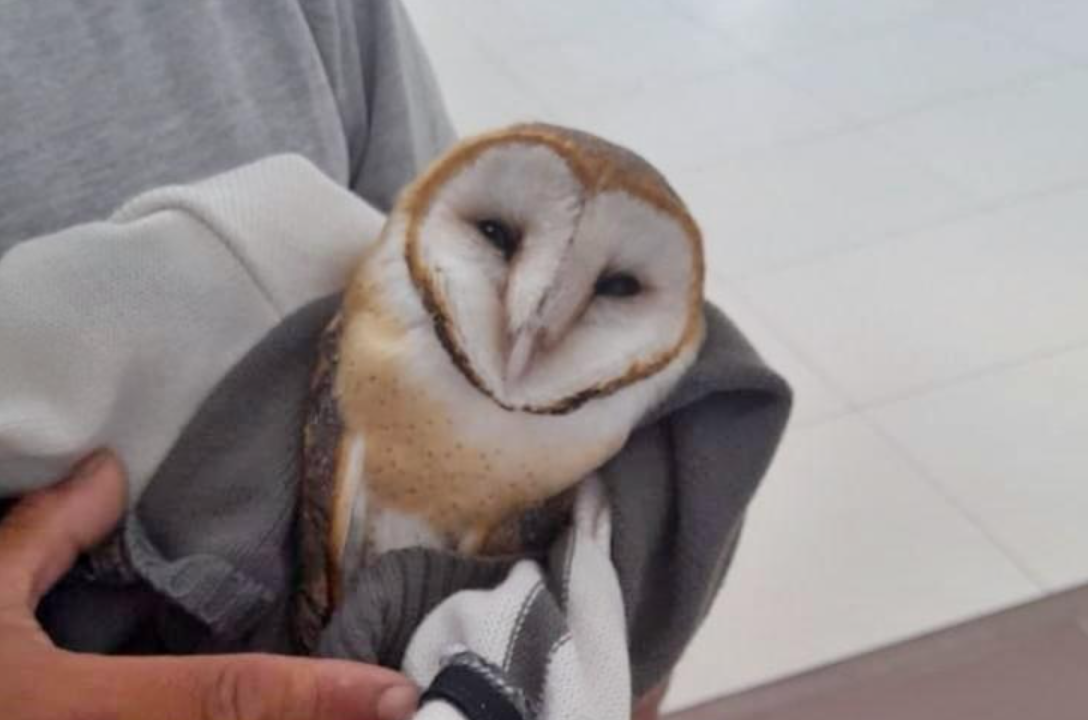 Tristeza: Murió el búho que había sido rescatado en el Shopping La Ribera | Noticias