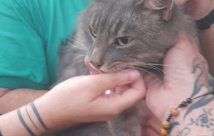 Video: Emotivo rescate de un gato que estaba arriba de un árbol en Colastiné Norte | Noticias