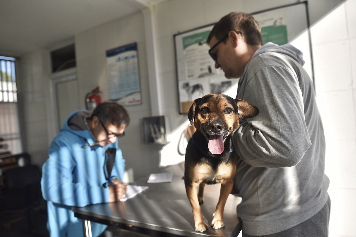 La Municipalidad realizó más de 74.500 intervenciones a animales de compañía | Información General
