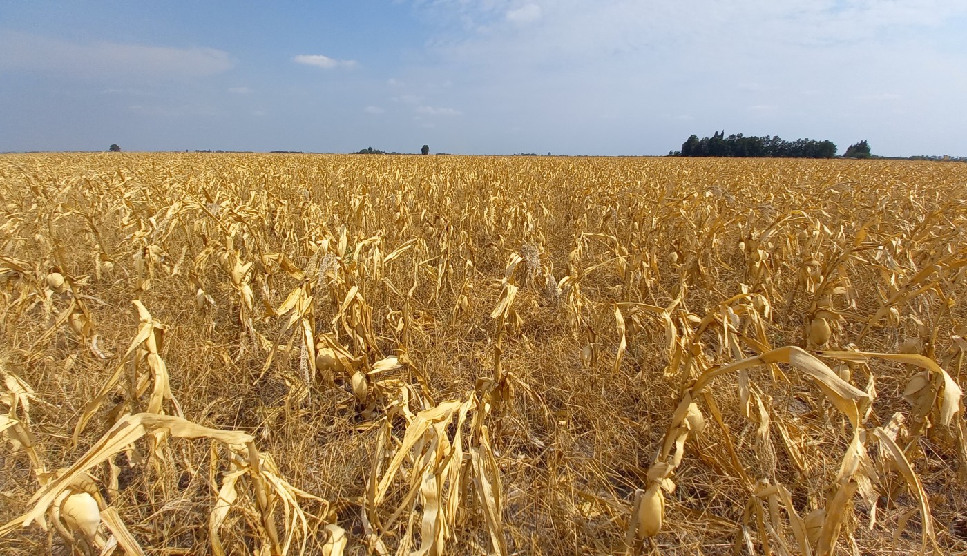 Extienden el plazo para solicitar créditos para producciones afectadas por la sequía | Información General