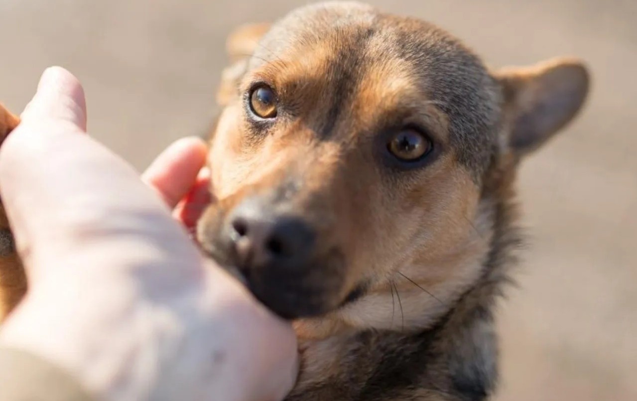 Aprobaron la Ley de Tenencia Responsable de Mascotas en Jujuy | Nacionales