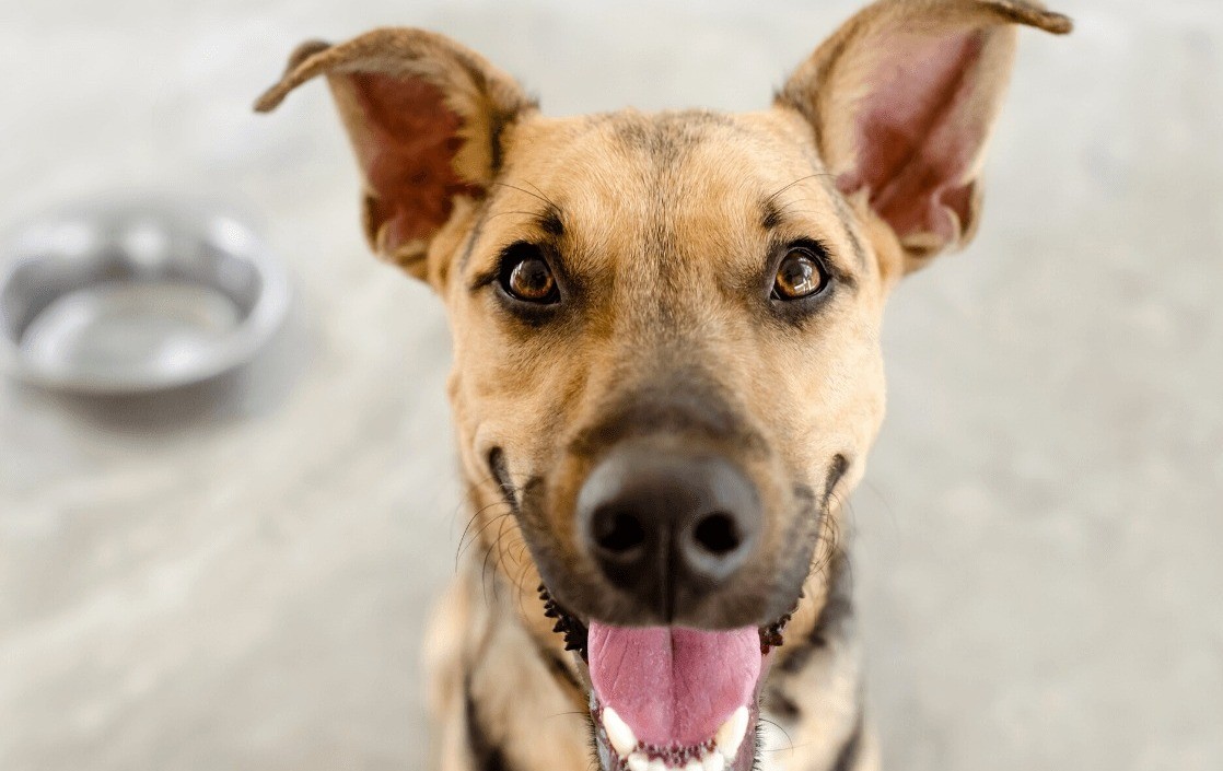 Por qué se celebra cada 21 de julio el Día Mundial del Perro | Información General