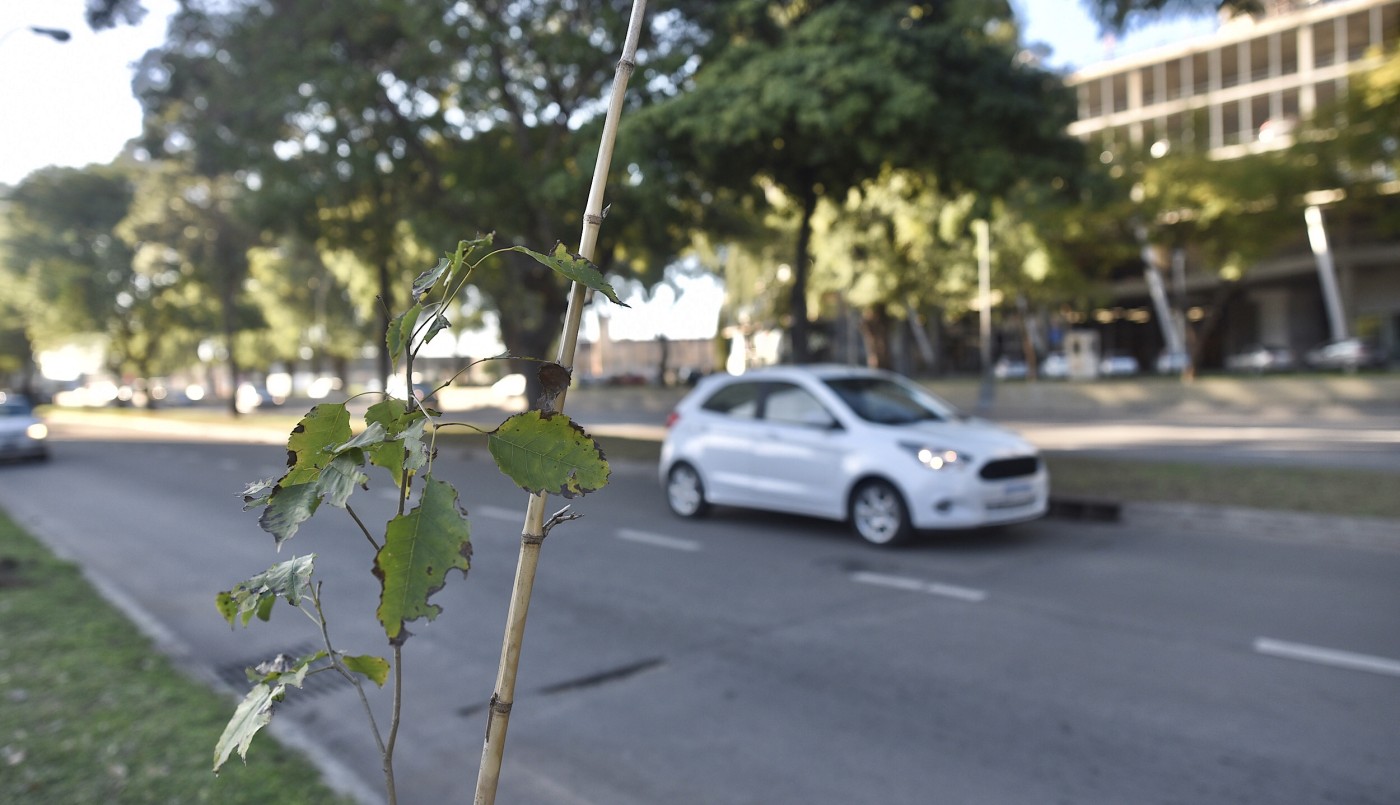 Los trabajos de arbolado, bacheo e iluminación previstos para este 4 de agosto | Información General