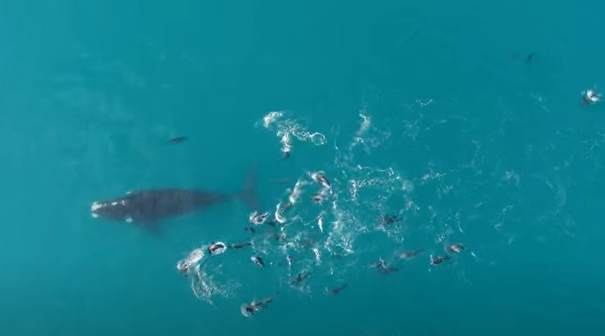 Show de la naturaleza: aparacieron ballenas a metros de la costa en Necochea | Información General