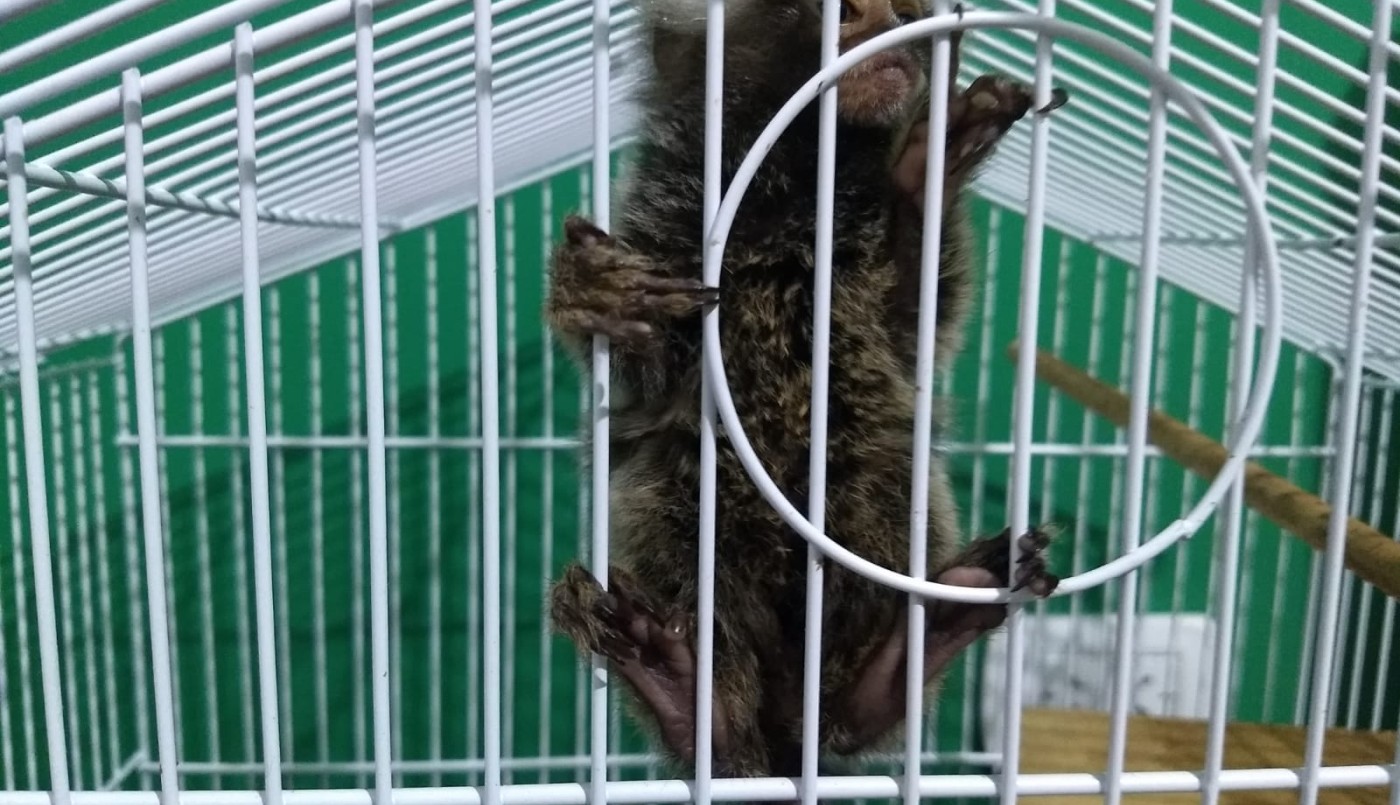 En un allanamiento secuestraron un mono carayá en estado de cautiverio | Noticias