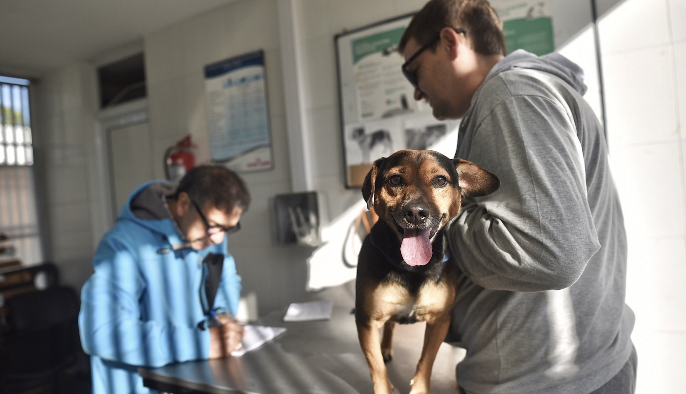 Este martes habrá operativo de castración de animales de compañía | Información General