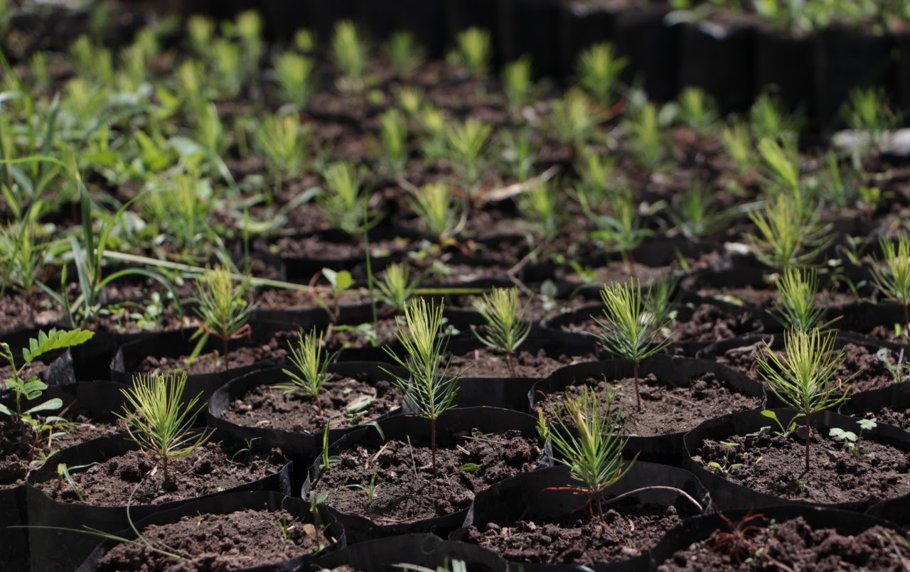 Santa Fe Capacita: se dictarán cursos en los viveros provinciales de Santa Fe y Santa Felicia | Información General