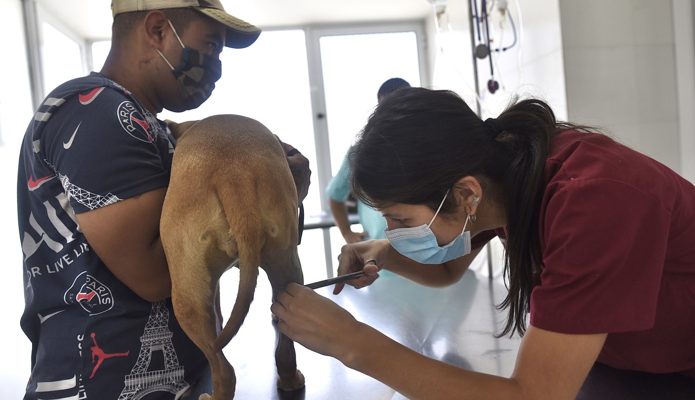 Castraciones de animales de compañía, bacheo y tareas de arbolado previstas para este 26 de agosto | Información General