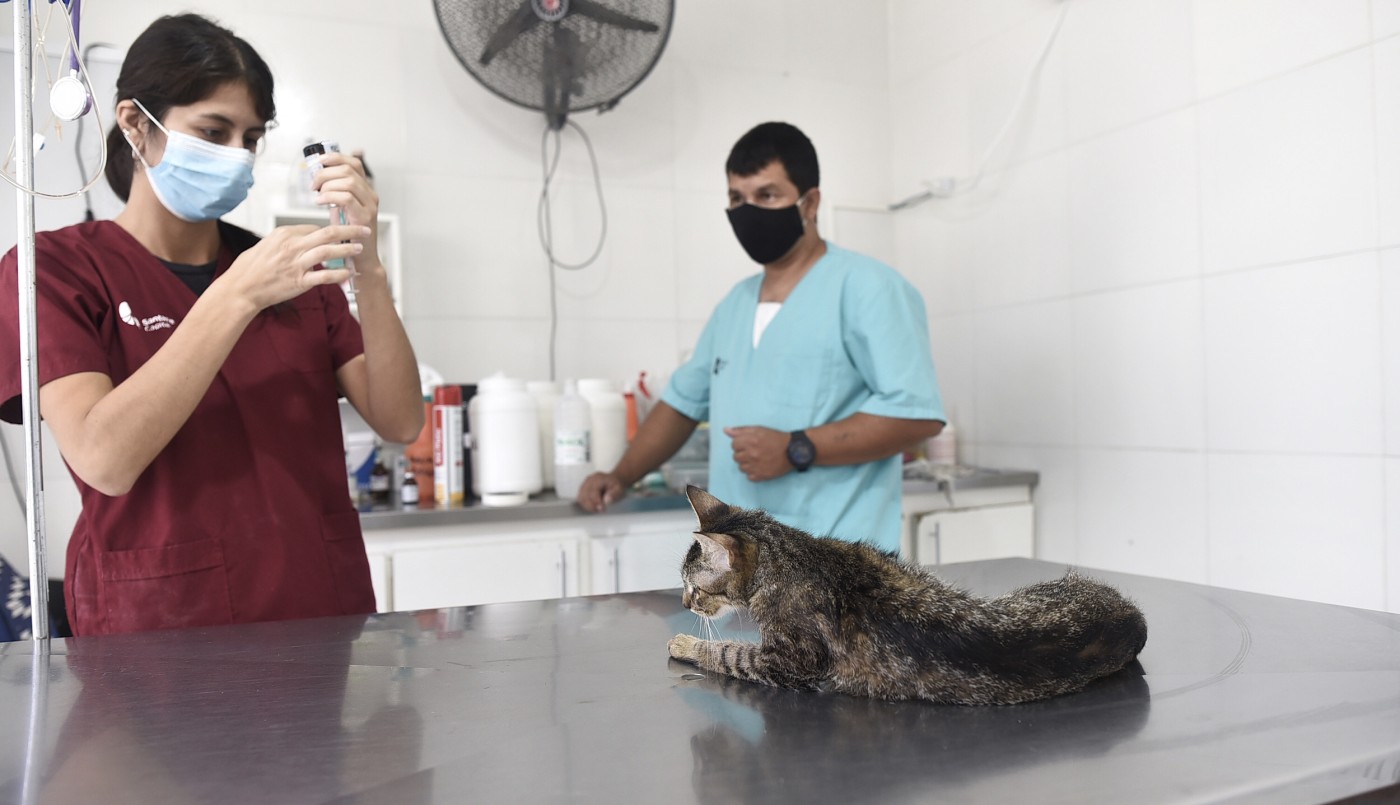 Este jueves habrá castraciones de animales de compañía en la ciudad | Información General