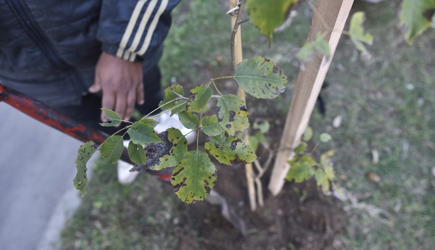 Los trabajos de arbolado, bacheo e iluminación previstos para este 2 de septiembre | Información General