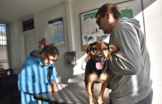 El cronograma de castraciones de animales de compañía para este martes 13 | Información General