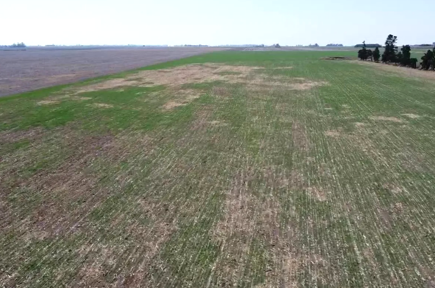 Sequía histórica: La emergencia agropecuaria todavía deberá esperar | Noticias