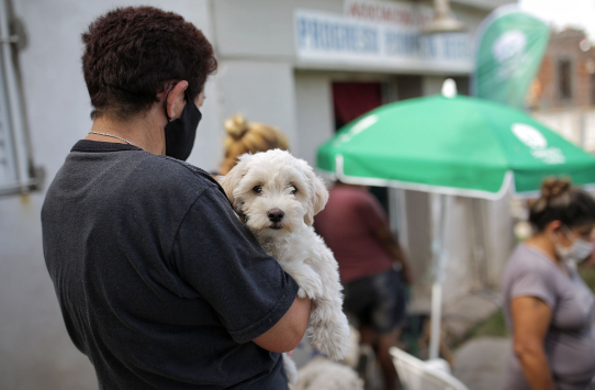 Cómo sigue la campaña de castración de animales de compañía este lunes | Información General