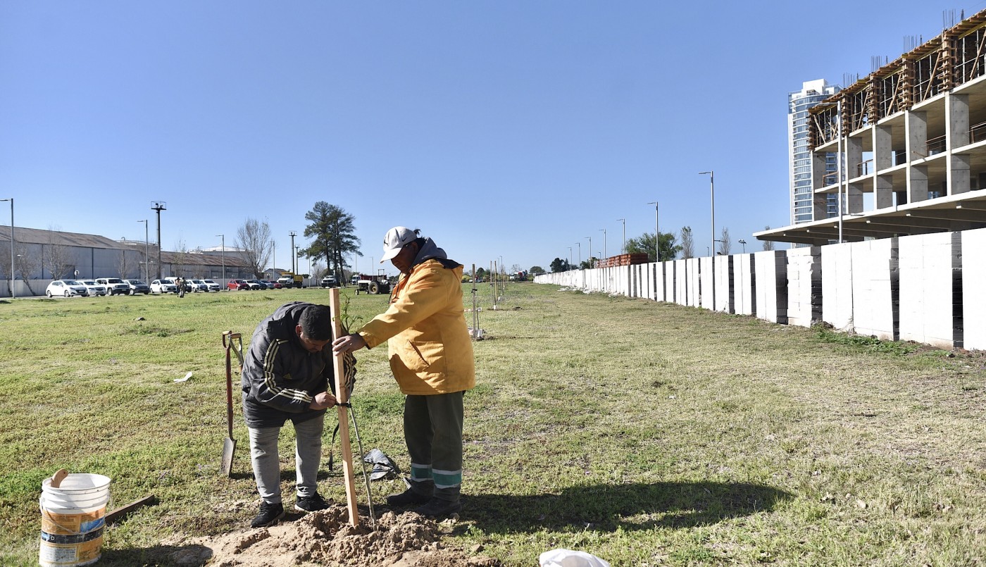 Habrá trabajos de arbolado público y bacheo en la ciudad | Información General