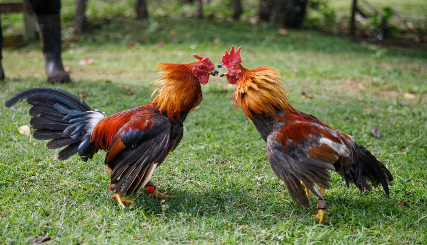 Esperanza: secuestraron gallos utilizados para riñas | Noticias