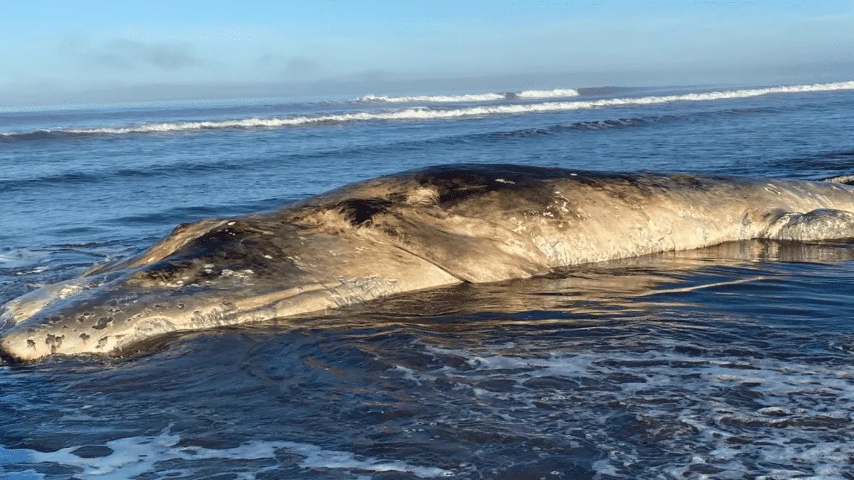 Chubut: hallan nueve ballenas muertas en la costa | Nacionales