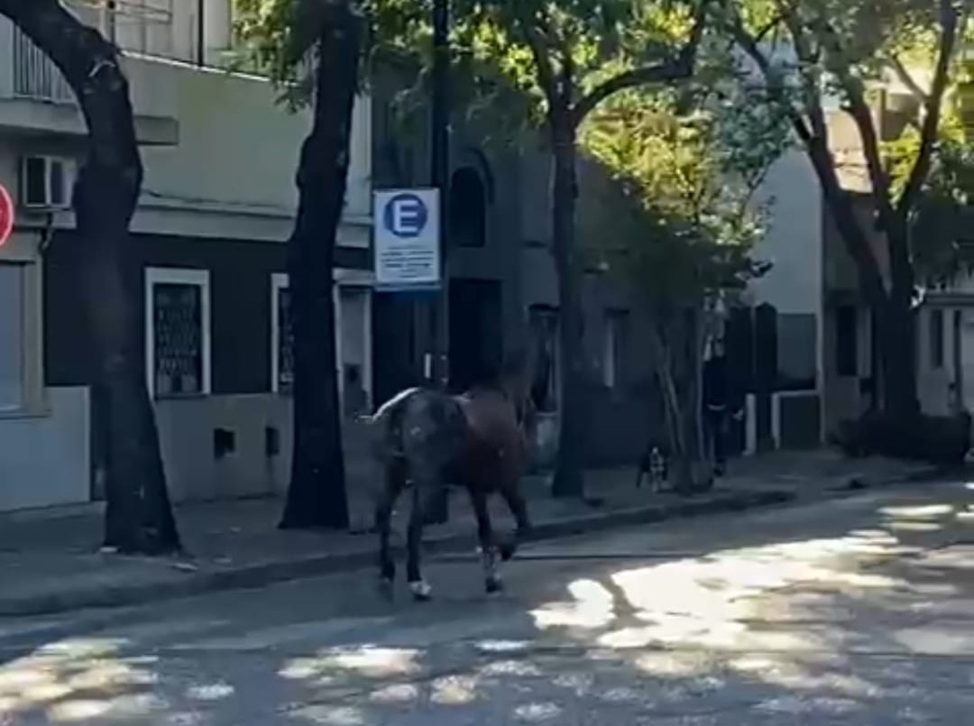 Un caballo suelto en pleno centro de Rosario sorprendió a vecinos y transeúntes | Noticias