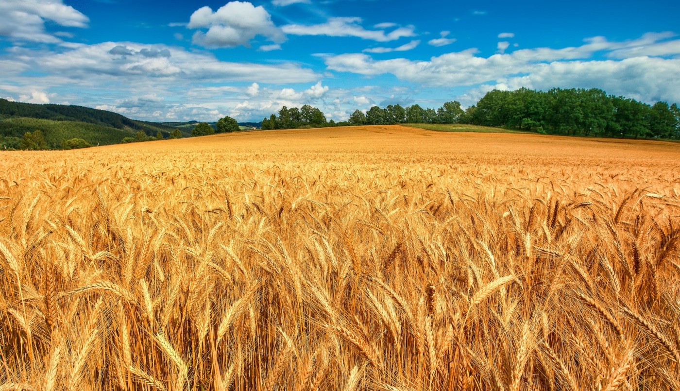 Menos trigo por la sequía | Nacionales