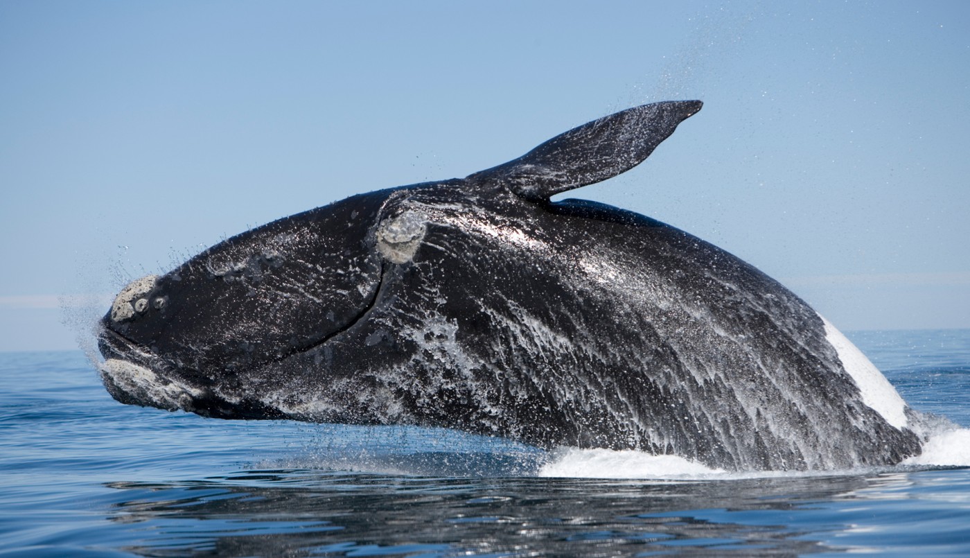 Encontraron más ballenas muertas: ya suman 18 | Nacionales