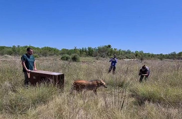 Un aguará guazú y un puma, secuestrados en Desvío Arijón, volvieron a su hábitat | Noticias
