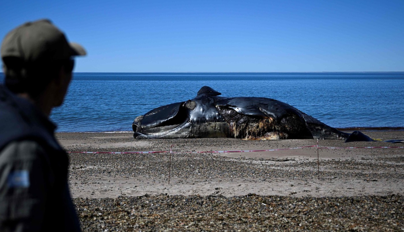 Ya son 30 las ballenas muertas en Chubut | Nacionales