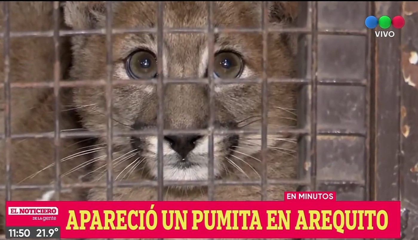 Paseaba a su perro y se encontró con un cachorro de puma | Nacionales