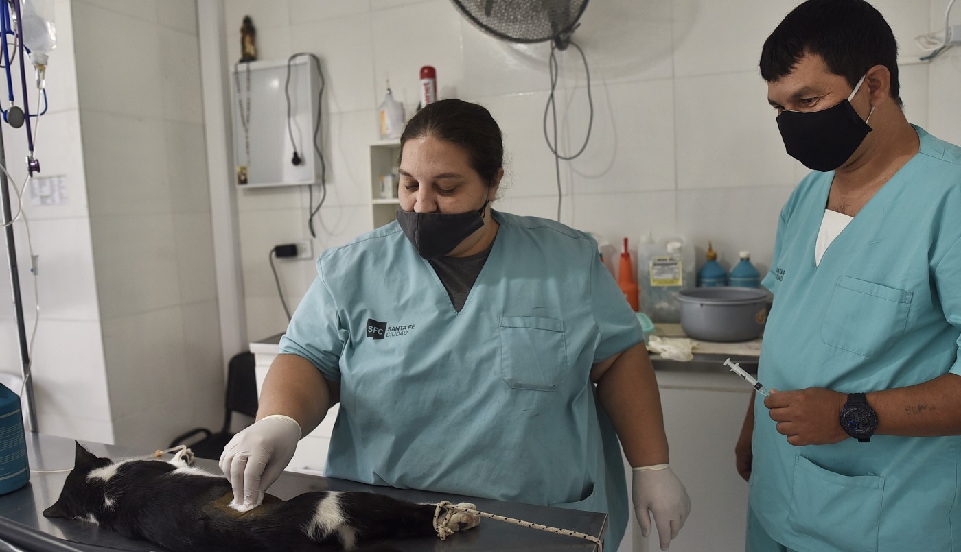 Castración de animales de compañía, bacheo e iluminación previstos para este viernes | Información General