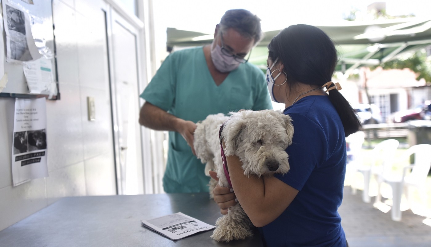 Dónde habrá castración de animales de compañía este jueves | Información General