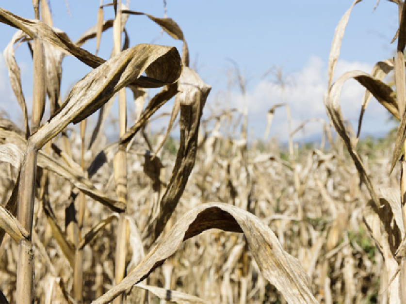 "Nunca vimos algo así": la preocupación de los productores de trigo por la sequía | Nacionales