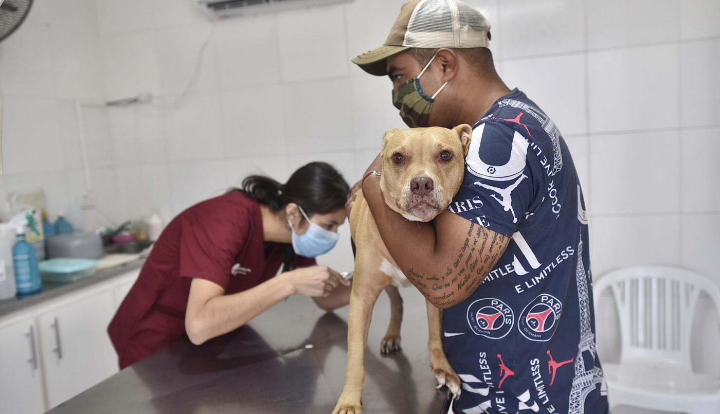 Castración de animales de compañía, bacheo e iluminación previstos para este 25 de noviembre | Información General